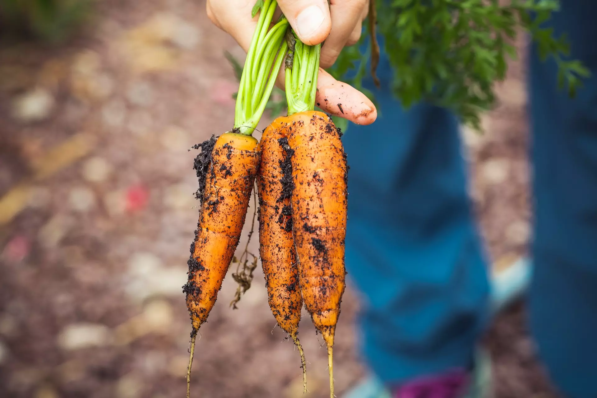 Picture by Rasa Kasparaviciene, unsplash.